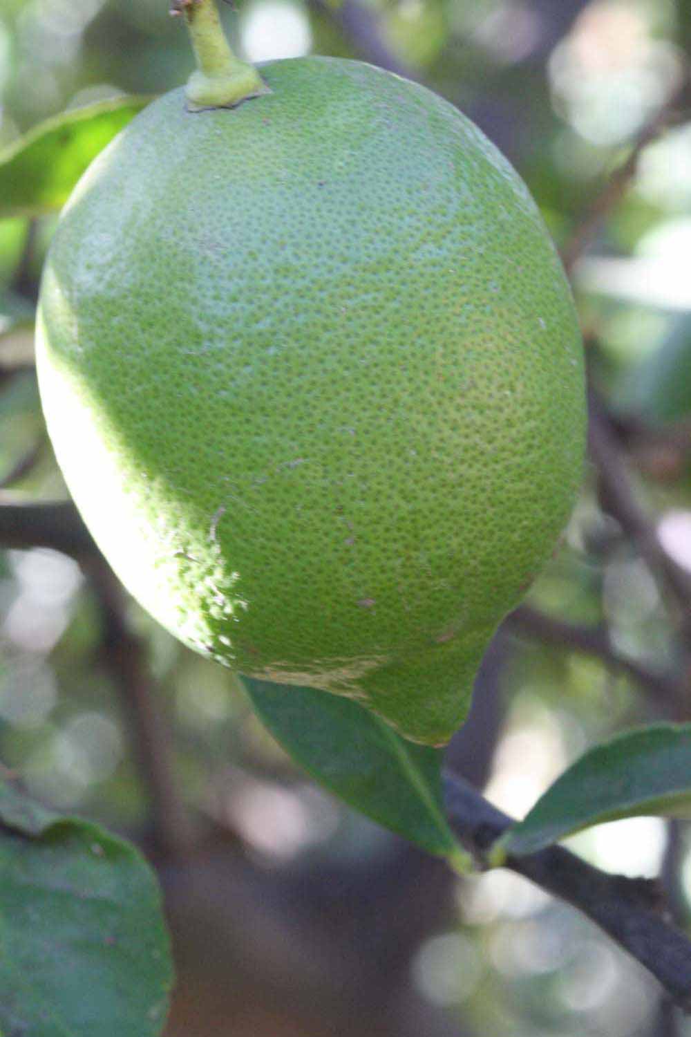            Immature fruit (Riverside, CA)   